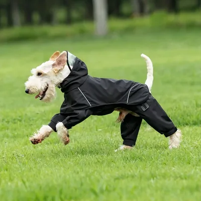 Dog clothes